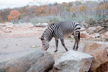 Fototapeta na wymiar Zebra al Tierpark di Berlino. Forza Juve.