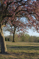 Trees with pink Blooms in the Spring