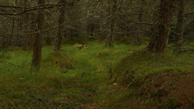 Barely passable coniferous forest with lush undergrowth in Scottish highlands. Dry conifer branches full of lichen grow densely over green mossy and grassy forest floor. Glimpse of wild Scotland.