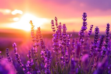 A vibrant sea of violet and lavender flowers dance under the magenta sky, basking in the warm embrace of the rising sun in a summer field