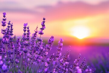 As the sun rises over the summer landscape, vibrant purple flowers sway in the gentle breeze, their magenta hues mirroring the soft violet sky