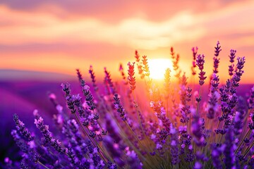 Amidst the vibrant hues of purple and violet, the lavender field basks in the warm glow of the sunrise and sunset, a breathtaking display of nature's beauty