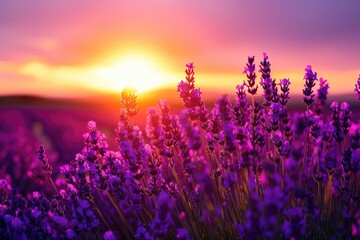 As the sun rises over the tranquil landscape, a vibrant field of purple flowers stretches towards the magenta sky, creating a stunning outdoor scene filled with the delicate beauty of nature's lavend
