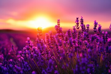 Fototapeta premium As the sun rises over the tranquil landscape, a vibrant field of purple flowers stretches towards the magenta sky, creating a stunning outdoor scene filled with the delicate beauty of nature's lavend