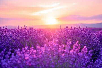As the sun rises and sets, the lavender field blooms with vibrant purple flowers, creating a breathtaking landscape that embodies the beauty and tranquility of nature