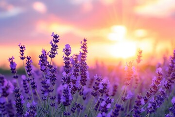 Vibrant lavender fields embrace the beauty of nature, as the sky's hues of violet and pink dance in the backdrop of a peaceful sunrise