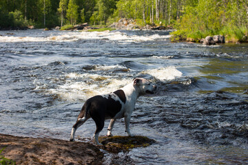 portrait of a dog against the background of a rushing river. An animal on a walk near the water, Republic of Karelia