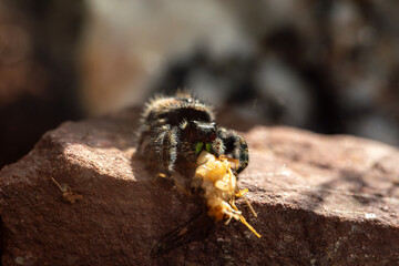 A female bold jumping spider (phiddipus audax - bryantae variant) snacking on a cricket.