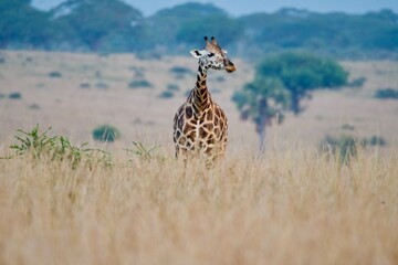 A giraffe in Murchison Falls National Park