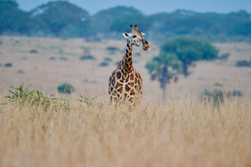 A giraffe in Murchison Falls National Park