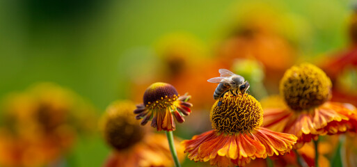 bee (apis mellifera) on helenium flowers - close up - 707393766