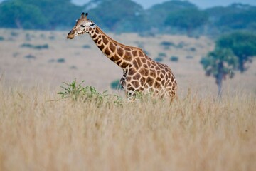 A giraffe in Murchison Falls National Park