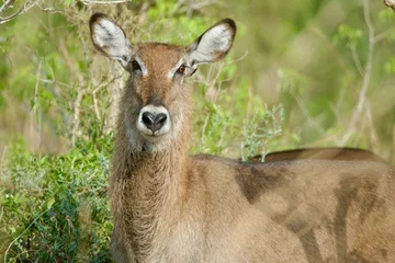 Printed roller blinds Antelope a female waterbuck