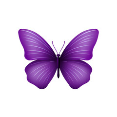 a purple butterfly with white stripes