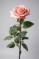 Poster fake pink rose flower isolated on white background : Generative AI © Generative AI