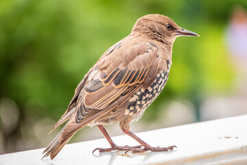 The common starling or Sturnus vulgaris or the European starling. Sitting on the fence in the garden in springtime.