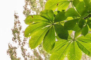 Green Chestnut Leaves in beautiful light. Spring season, spring colors.