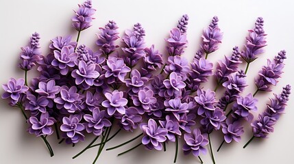 Lavender flowers isolated on white background. Top view, flat lay : Generative AI