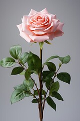 fake pink rose flower isolated on white background : Generative AI