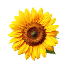 a close up of a sunflower