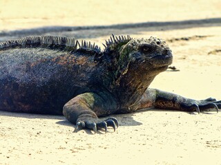 Galápagos Islands