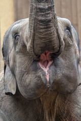 Indian elephant with open mouth.