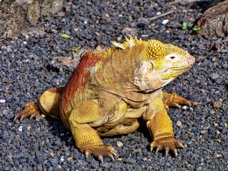 Galápagos Islands