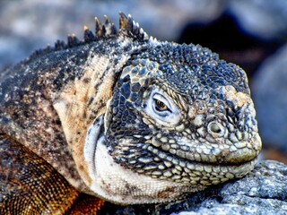 Fototapeta premium Galápagos Islands