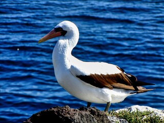 Galápagos Islands