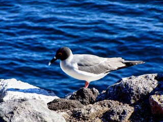 Galápagos Islands