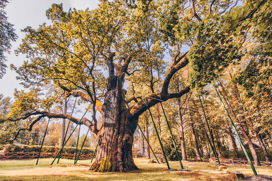 Bartek Oak - Natural Monument.