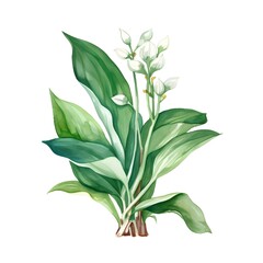 lilly of the valey watercolor paint, full plant, solid white background