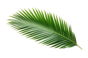 Foto op Plexiglas a close up of a leaf © ion