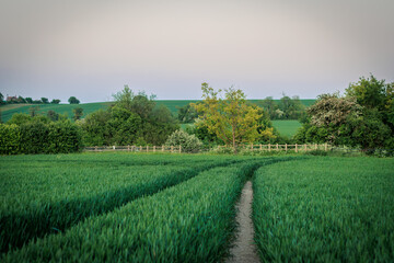 Two Paths Crossing a Lush Green Field