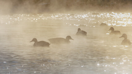 On a foggy winter morning, The ducks on the water