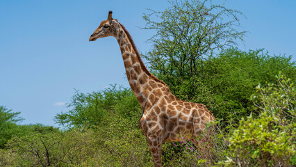 Giraffe in the bush, Etosha National Park, Namibia