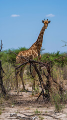 Giraffe grazing in the bush, Etosha National Park, Namibia