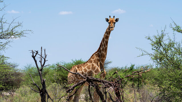 Giraffe feeding in the bush, Etosha National Park, Namibia