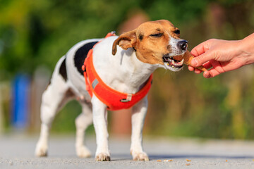 Cute Jack Russell Terrier dog eats ice cream on a walk in the park. Pet portrait with selective focus