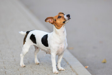 A cute Jack Russell Terrier dog walks along the sidewalk. Pet portrait with selective focus and copy space