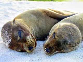 Galápagos Islands