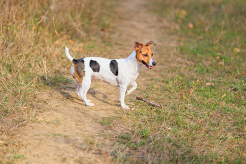 A cute Jack Russell Terrier dog walks in nature. Pet portrait with selective focus and copy space