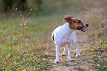 Cute Jack Russell Terrier dog enjoying a walk in the fresh air. Pet portrait with selective focus and copy space