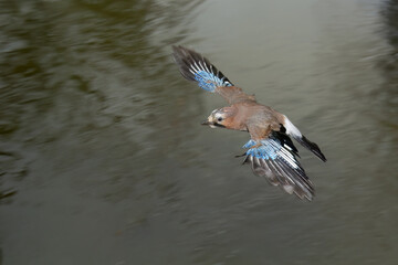 Flying Jay