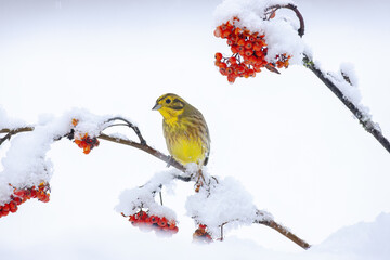 Fototapeta premium Yellowhammer in the snow