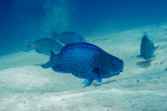 blue parrot fish feeding in the sand