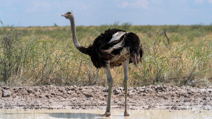 Ostrich caught refreshing in a puddle, Etosha National Park, Namibia