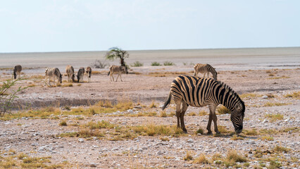 Fototapeta na wymiar Panoramic view with zebras scattered all over, Etosha National Park, Namibia