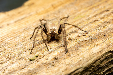 Pająk, Spider