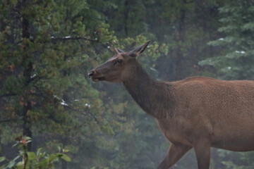 Elk in the Snow